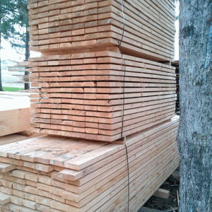 Eastern White Cedar